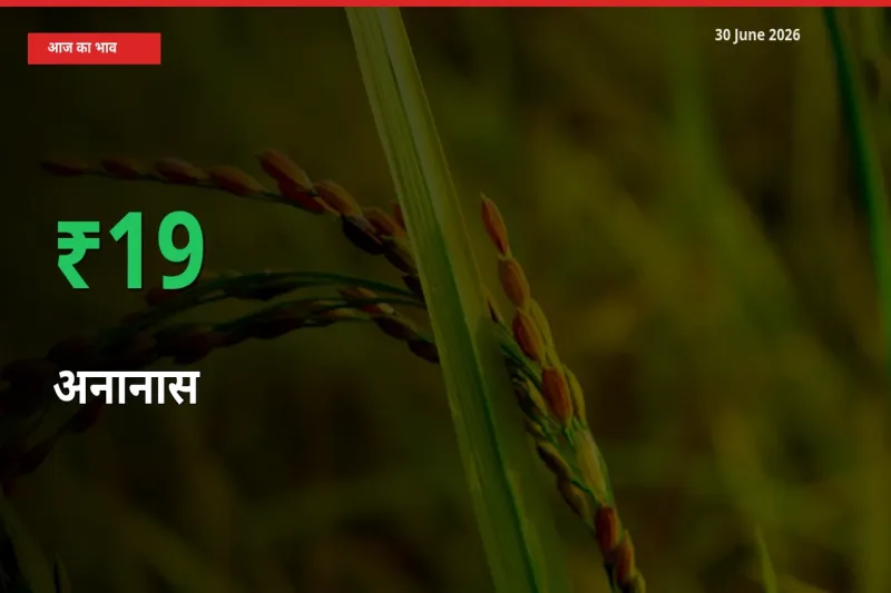 30 June अपडेट: अनानास के दाम मंडी में 19.49% उछले