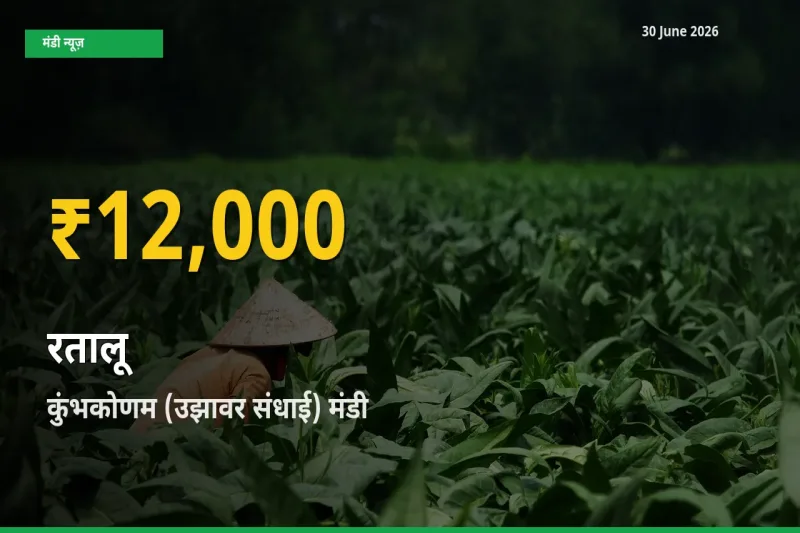 रिकॉर्ड तेज़ी! कुंभकोणम (उझावर संधाई) में रतालू ₹12,000 पर पहुँचा