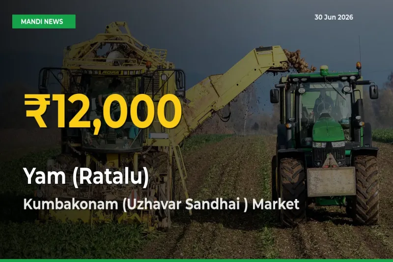 Big Jump in Yam (Ratalu) Prices! Kumbakonam (Uzhavar Sandhai ) Records New Peak Today