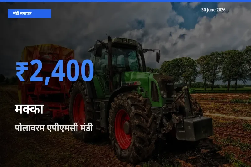 आज मक्का के सबसे ज़्यादा दाम पोलावरम एपीएमसी मंडी में दर्ज