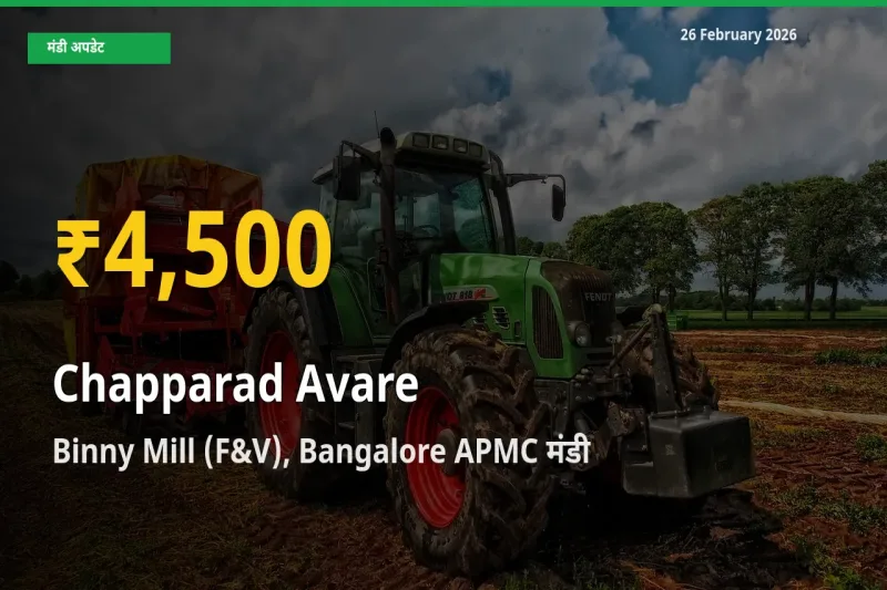 Chapparad Avare के दामों ने बनाया नया रिकॉर्ड, Binny Mill (F&V), Bangalore APMC में तेज़ी