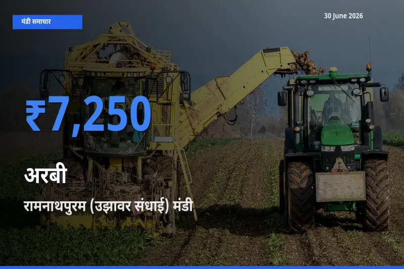 रामनाथपुरम (उझावर संधाई) में अरबी का आज सबसे ऊँचा भाव