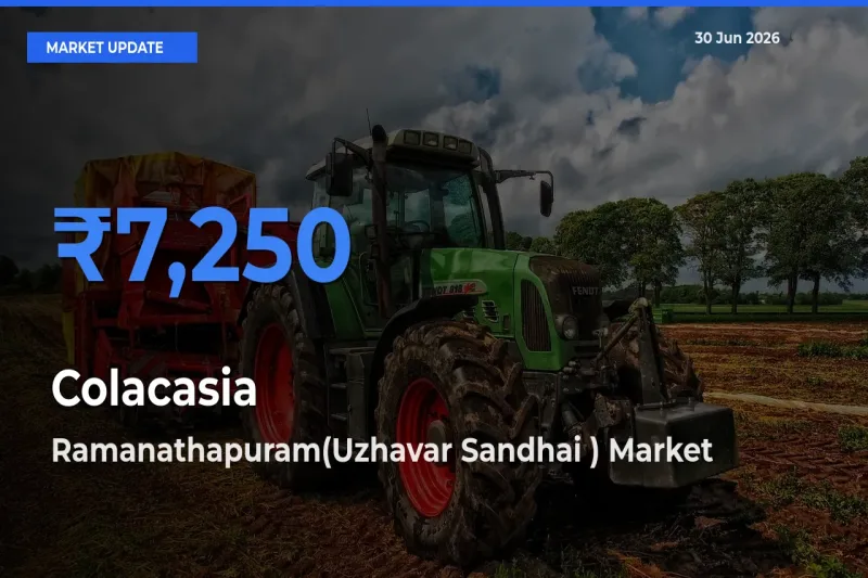 Ramanathapuram(Uzhavar Sandhai ) Tops Colacasia Mandi Rates Today