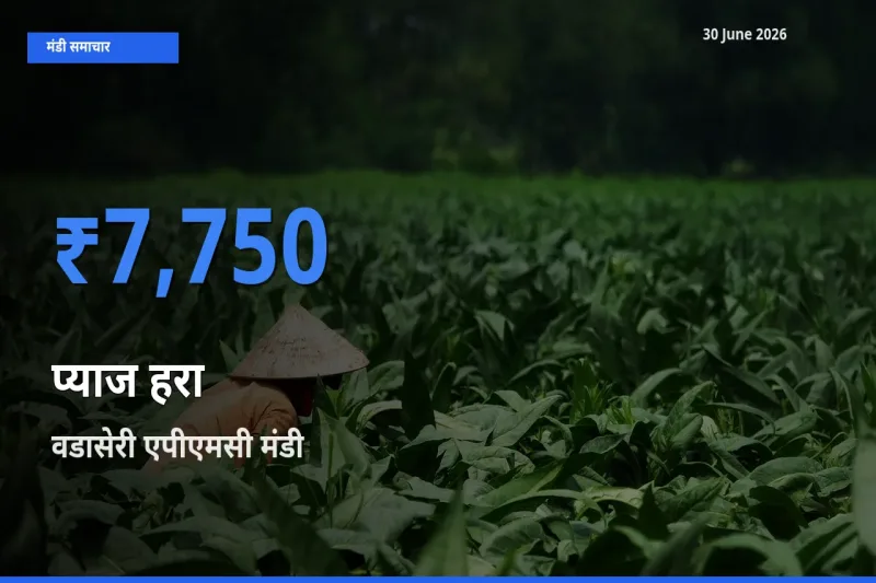 आज प्याज हरा के सबसे ज़्यादा दाम वडासेरी एपीएमसी मंडी में दर्ज