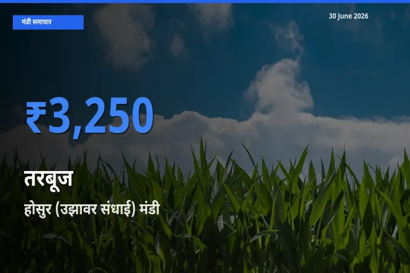 होसुर (उझावर संधाई) में तरबूज का आज सबसे ऊँचा भाव