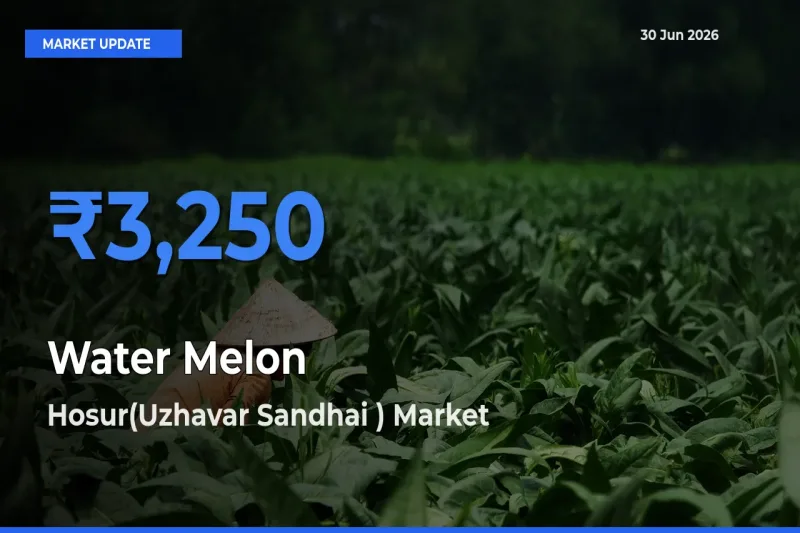 Hosur(Uzhavar Sandhai ) Offers ₹3,250 – Highest Water Melon Rate Today