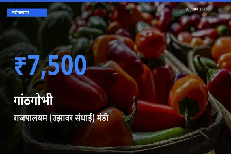 राजपालयम (उझावर संधाई) मंडी में गांठगोभी ₹7,500 पर पहुँचा – आज का सर्वोच्च भाव