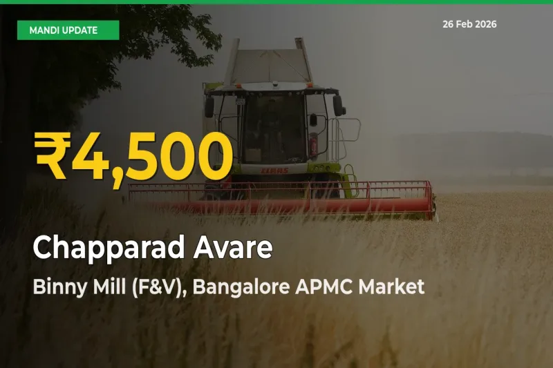 Chapparad Avare Price Rally Continues – Binny Mill (F&V), Bangalore APMC Hits Fresh High Today