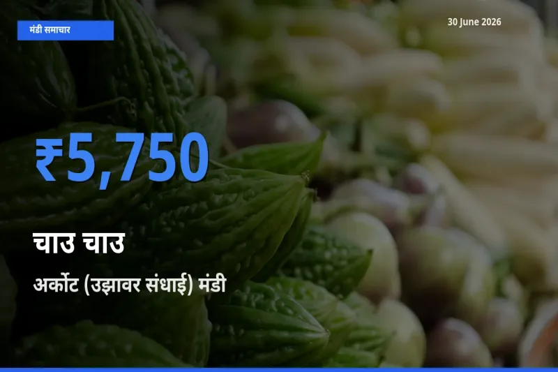 टॉप मंडी बना अर्कोट (उझावर संधाई)! चाउ चाउ के सबसे ऊँचे दाम यहीं दर्ज