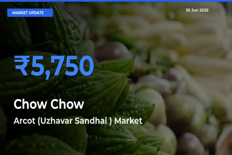 Arcot (Uzhavar Sandhai ) Leads as Top Mandi for Chow Chow Prices