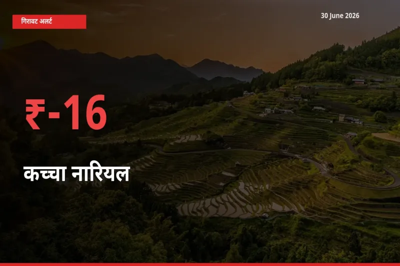 कच्चा नारियल 15.74% गिरा, मंडी