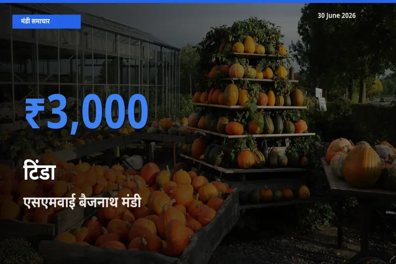 एसएमवाई बैजनाथ में टिंडा का आज सबसे ऊँचा भाव