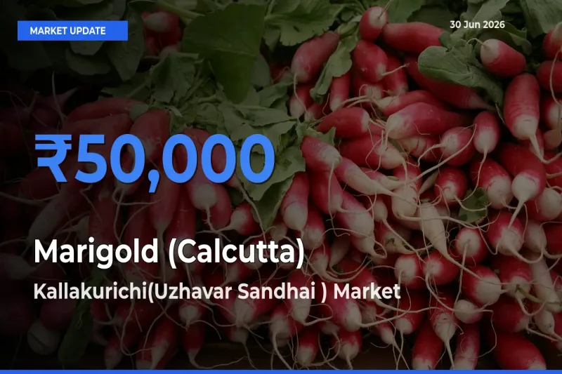 Market Watch: Kallakurichi(Uzhavar Sandhai ) Becomes Top Mandi for Marigold (Calcutta)