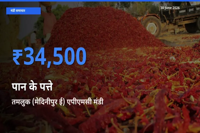 किसानों की पसंद बना तमलुक (मेदिनीपुर ई) एपीएमसी, पान के पत्ते के सबसे अच्छे दाम