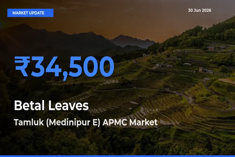 Tamluk (Medinipur E) APMC Offers ₹34,500 – Highest Betal Leaves Rate Today