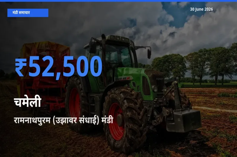 30 June अपडेट: चमेली के सबसे ऊँचे दाम रामनाथपुरम (उझावर संधाई) मंडी में