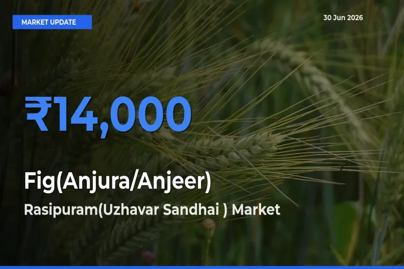 Rasipuram(Uzhavar Sandhai ) Emerges as Top Mandi for Fig(Anjura/Anjeer) Prices Today