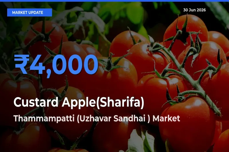Thammampatti (Uzhavar Sandhai ) Tops Custard Apple(Sharifa) Rates – June 30 Market Update