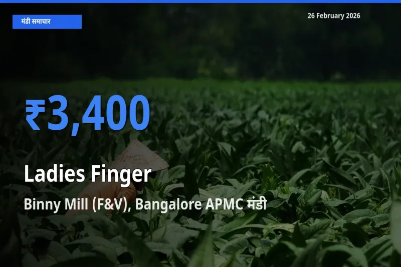 आज Ladies Finger के सबसे ज़्यादा दाम Binny Mill (F&V), Bangalore APMC मंडी में दर्ज
