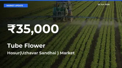 Why Tube Flower Prices Slumped in Hosur(Uzhavar Sandhai ) – 30-Day Low Today
