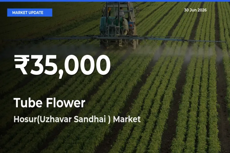 Why Tube Flower Prices Slumped in Hosur(Uzhavar Sandhai ) – 30-Day Low Today