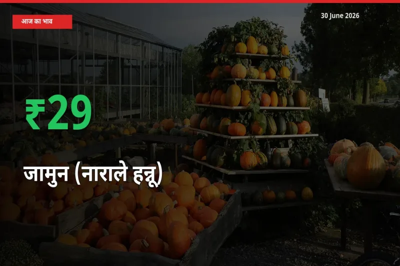 अचानक तेजी! मंडी में जामुन (नाराले हन्नू) के दाम 29.3% चढ़े