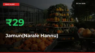 Jamun(Narale Hannu) Rises 29.3% at Mandis