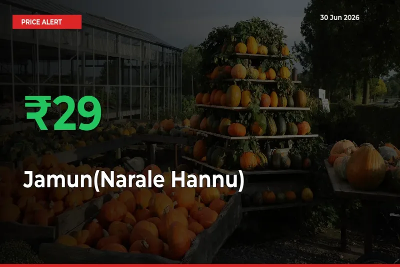 Jamun(Narale Hannu) Rises 29.3% at Mandis