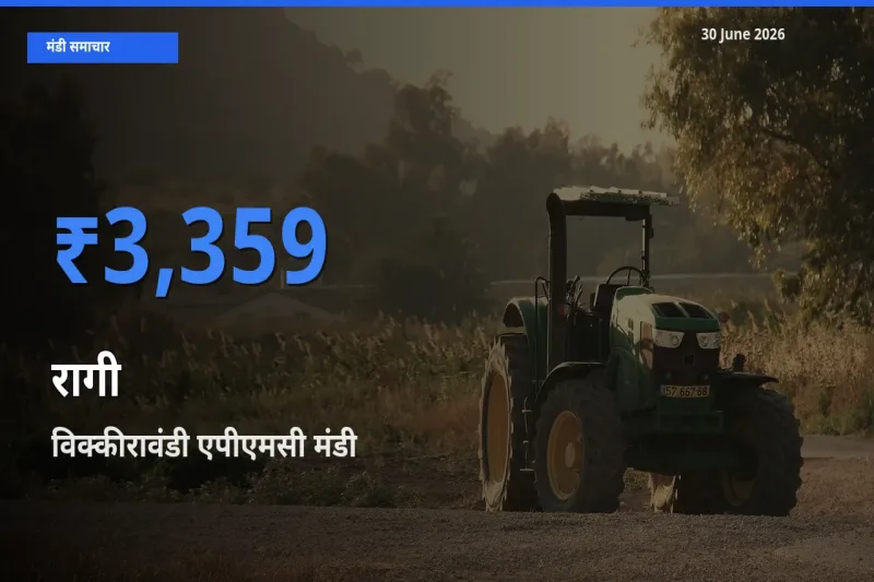 टॉप मंडी बना विक्कीरावंडी एपीएमसी! रागी के सबसे ऊँचे दाम यहीं दर्ज