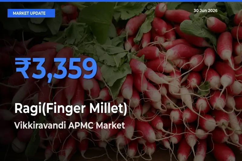 Farmers Prefer Vikkiravandi APMC as Ragi(Finger Millet) Hits Highest Rate