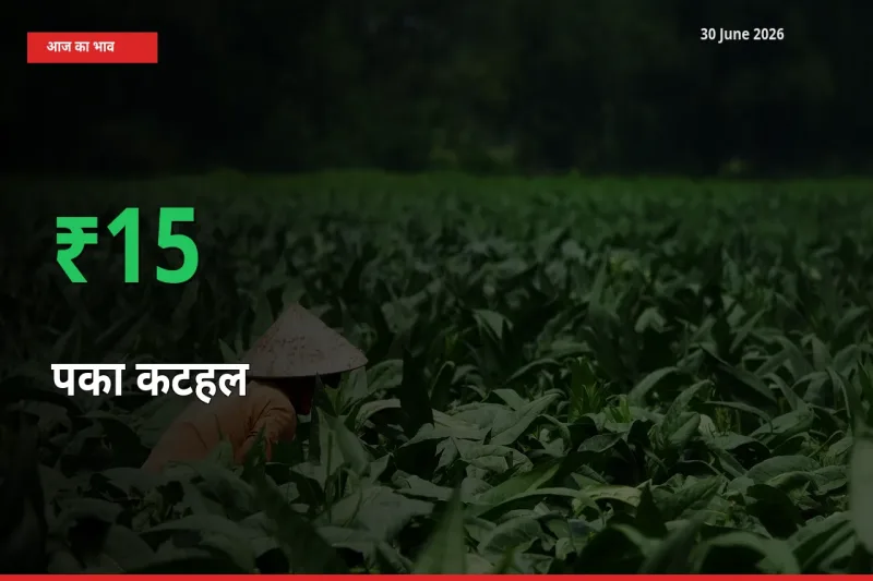 अचानक तेजी! मंडी में पका कटहल के दाम 15.32% चढ़े