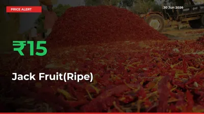 Jack Fruit(Ripe) Rises 15.32% at Mandis