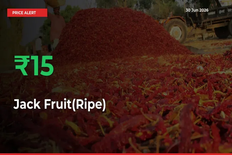 Jack Fruit(Ripe) Rises 15.32% at Mandis