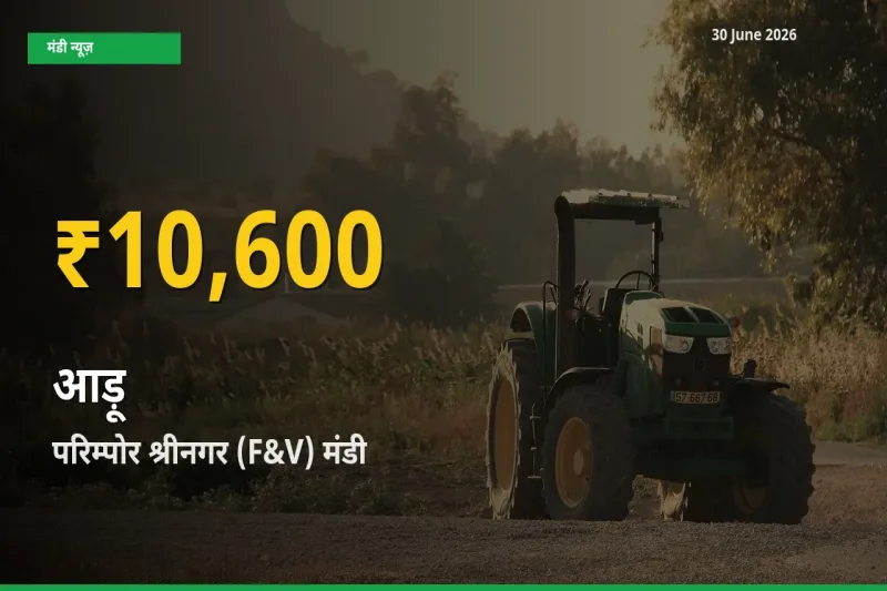 रिकॉर्ड तेज़ी! परिम्पोर श्रीनगर (F&V) में आड़ू ₹10,600 पर पहुँचा