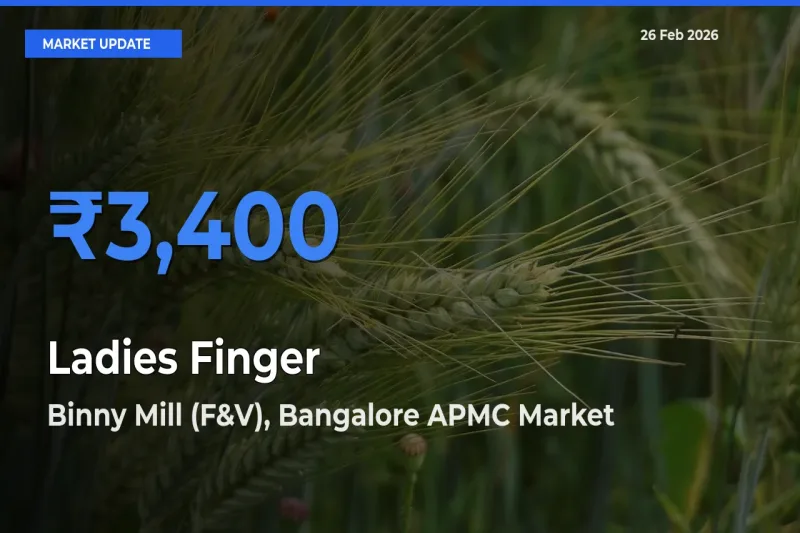 Ladies Finger Mandi Rate Today: Binny Mill (F&V), Bangalore APMC Tops the List