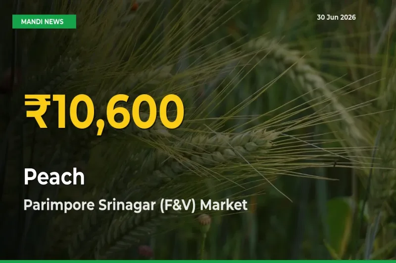 Farmers Benefit as Peach Rate Touches New High in Parimpore Srinagar (F&V)