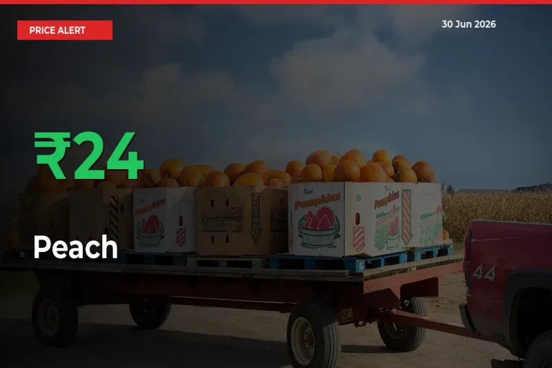 Farmers Cheer as Peach Prices Surge 24.44% in Local Mandis