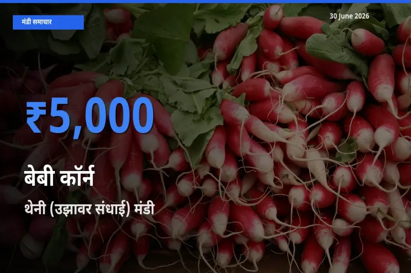 थेनी (उझावर संधाई) मंडी में आज बेबी कॉर्न के सबसे ऊँचे दाम दर्ज