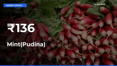 Why Mint(Pudina) Prices Are Moving Across Multiple Mandis Today