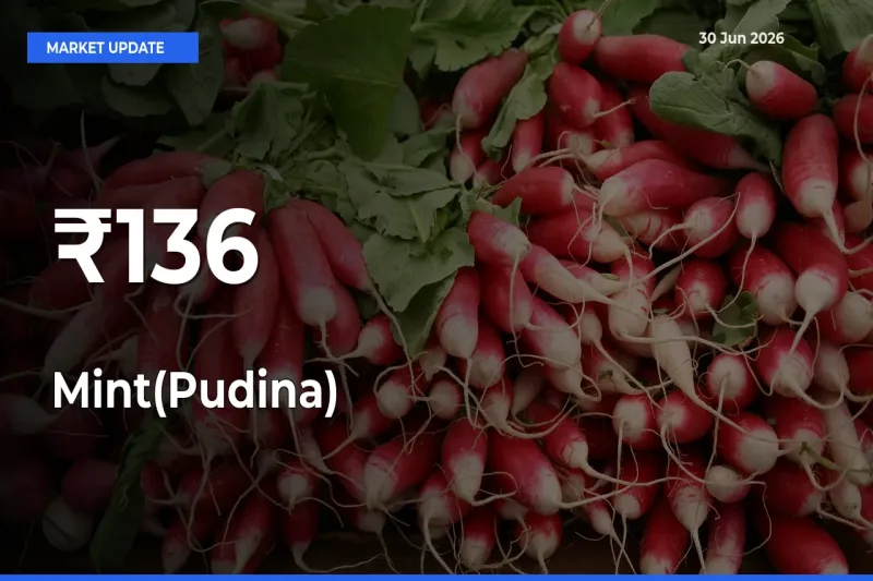 Why Mint(Pudina) Prices Are Moving Across Multiple Mandis Today