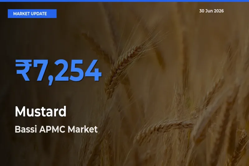 Farmers Prefer Bassi APMC as Mustard Hits Highest Rate