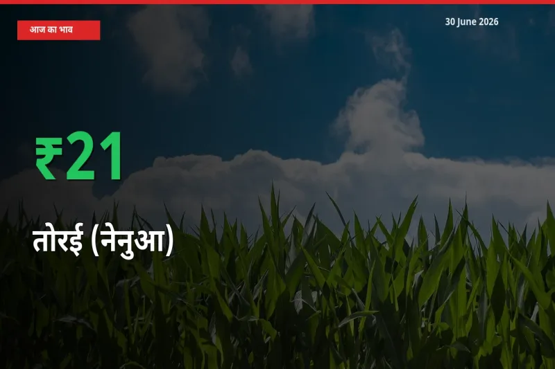 स्थानीय मंडी में तोरई (नेनुआ) के दाम अचानक 20.82% उछले, किसान सतर्क