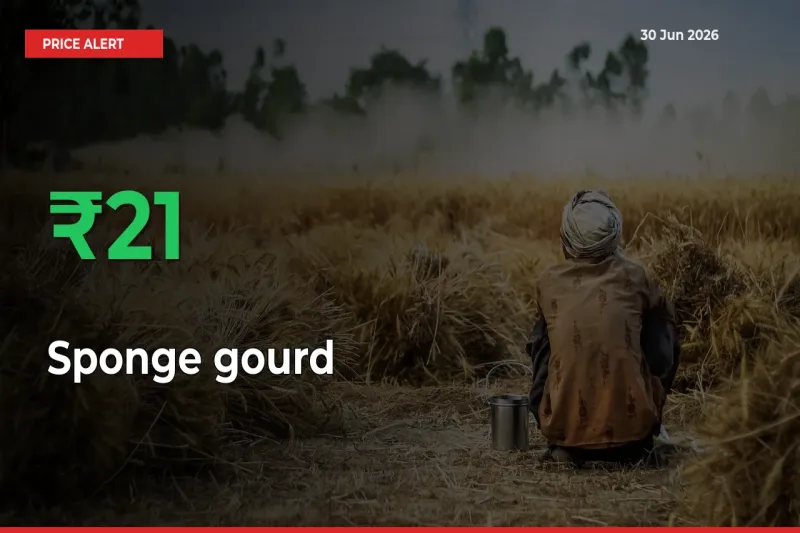 20.82% Spike in Sponge gourd Prices – Mandi Sees Sudden Rally
