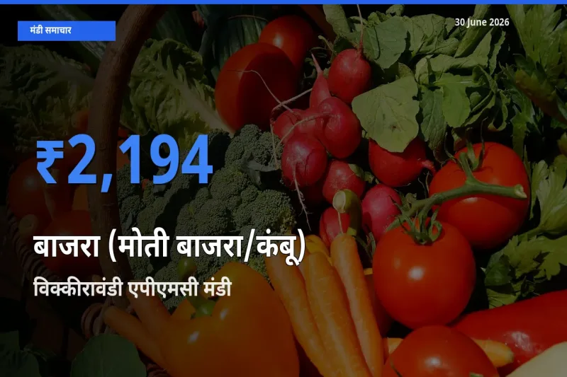 विक्कीरावंडी एपीएमसी मंडी में आज बाजरा (मोती बाजरा/कंबू) के सबसे ऊँचे दाम दर्ज