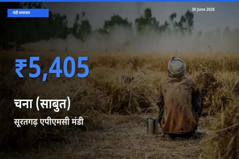 सूरतगढ़ एपीएमसी में चना (साबुत) का आज सबसे ऊँचा भाव