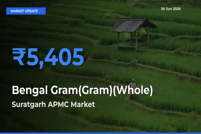 Top Performer! Suratgarh APMC Offers Best Bengal Gram(Gram)(Whole) Price Today