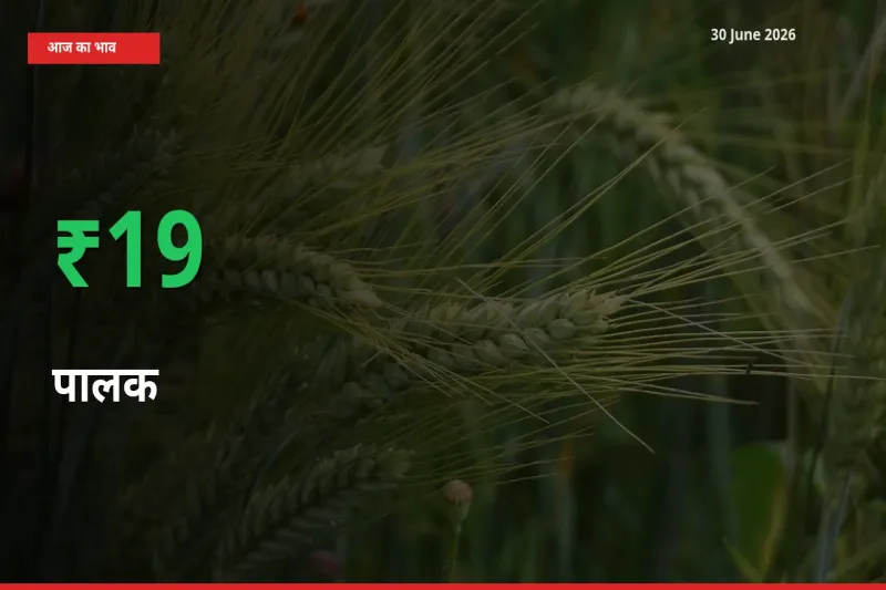 आज का मंडी भाव: पालक के दाम मंडी में 18.84% ऊपर
