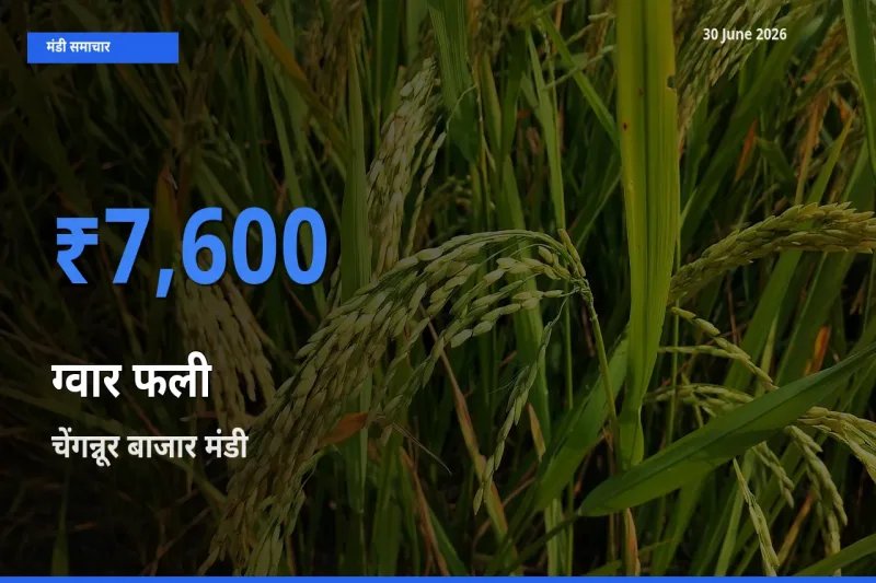 चेंगन्नूर बाजार मंडी में आज ग्वार फली के सबसे ऊँचे दाम दर्ज