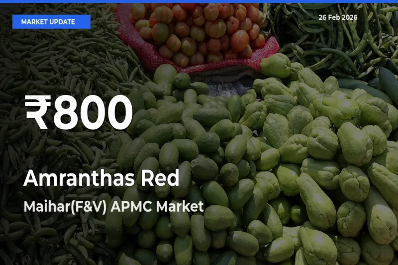 Sharp Fall! Amranthas Red Prices Drop to 30-Day Low in Maihar(F&V) APMC
