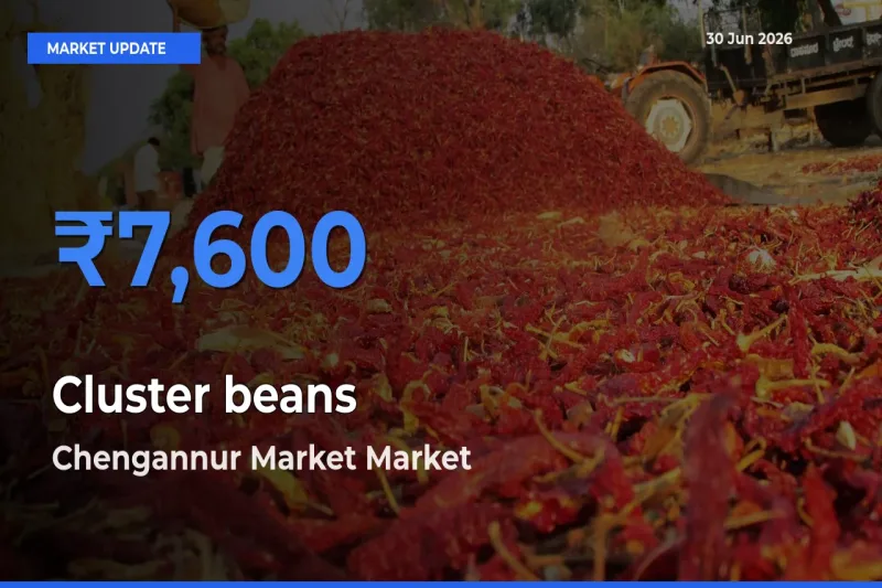 Chengannur Market Emerges as Top Mandi for Cluster beans Prices Today